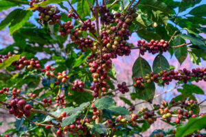 Coffee tree